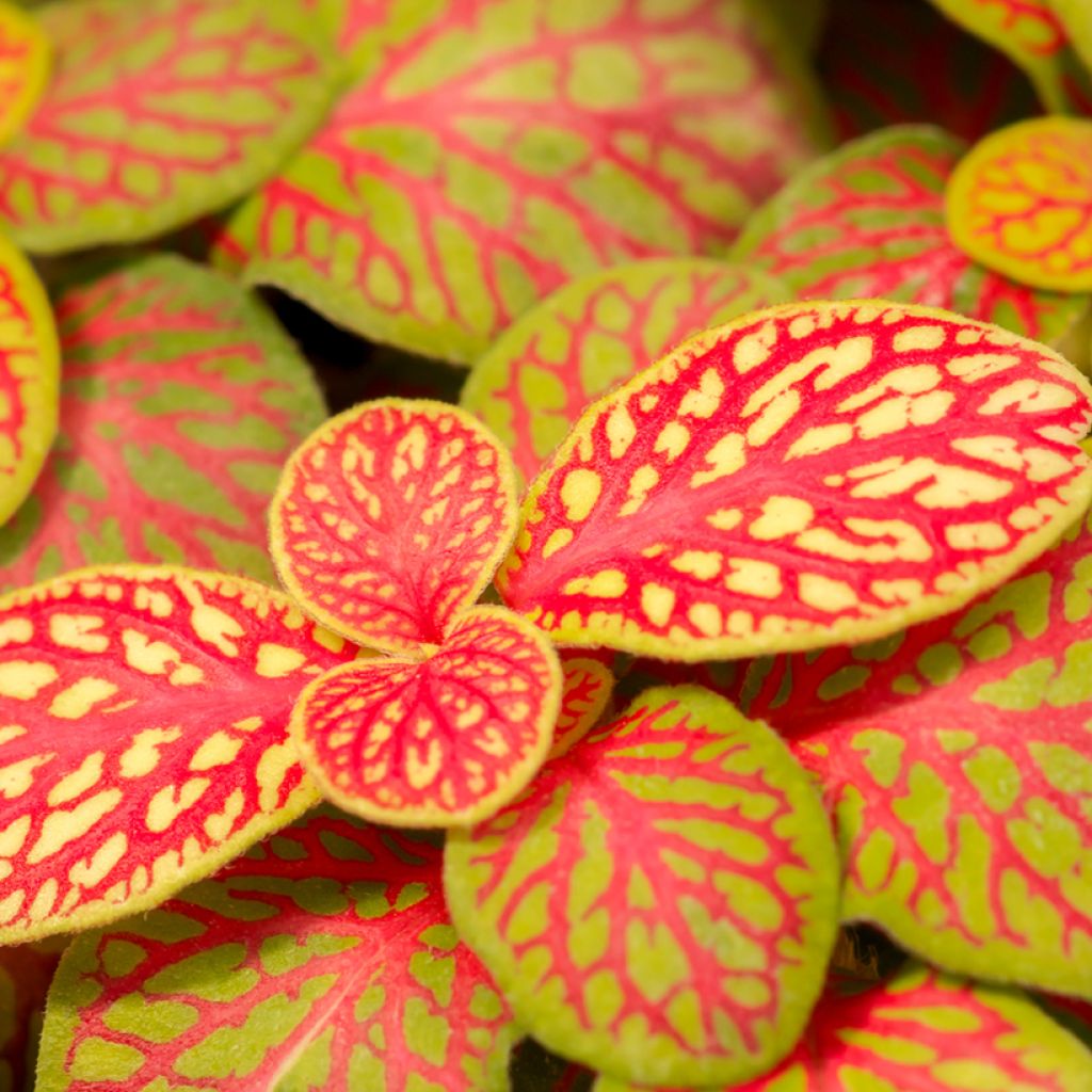 Fittonia Skeleton - Mosaikpflanze
