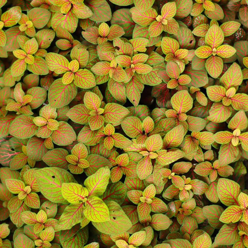 Fittonia Skeleton - Mosaikpflanze