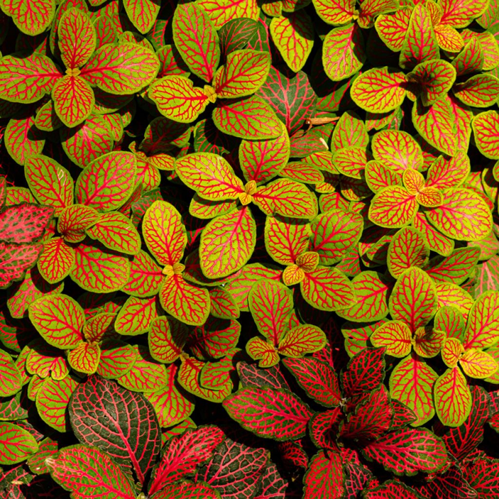 Fittonia Skeleton - Mosaikpflanze