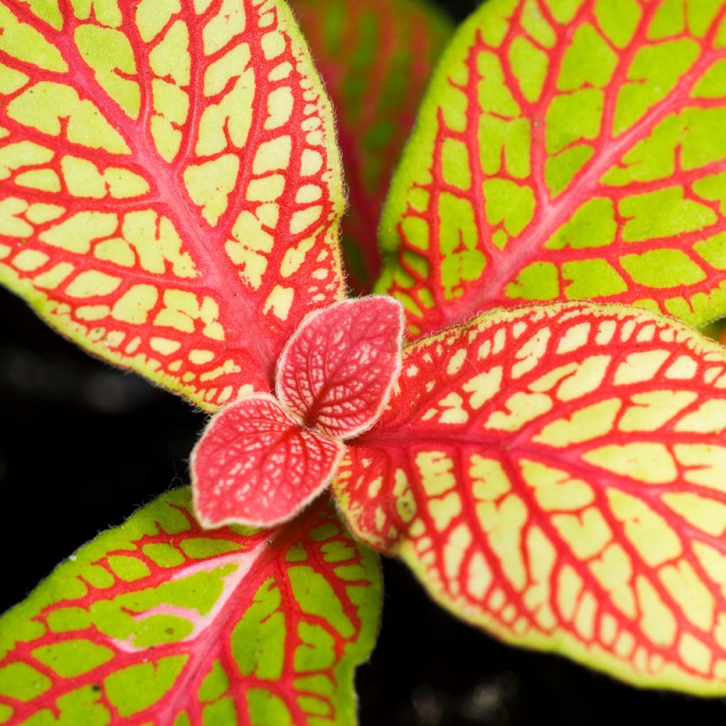 Fittonia Skeleton - Mosaikpflanze