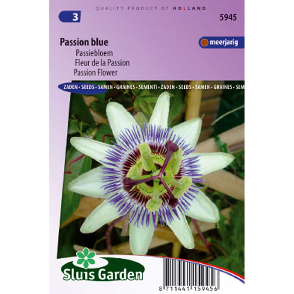 Fleur de la Passion bleue - Passiflora coerulea