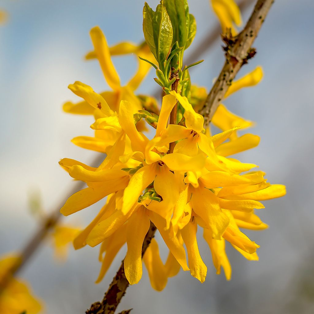 Goldglöckchen Marée d'Or - Forsythie