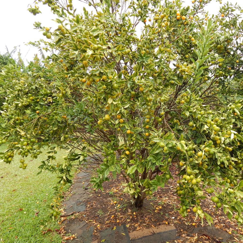 Kumquat - Citrus japonica