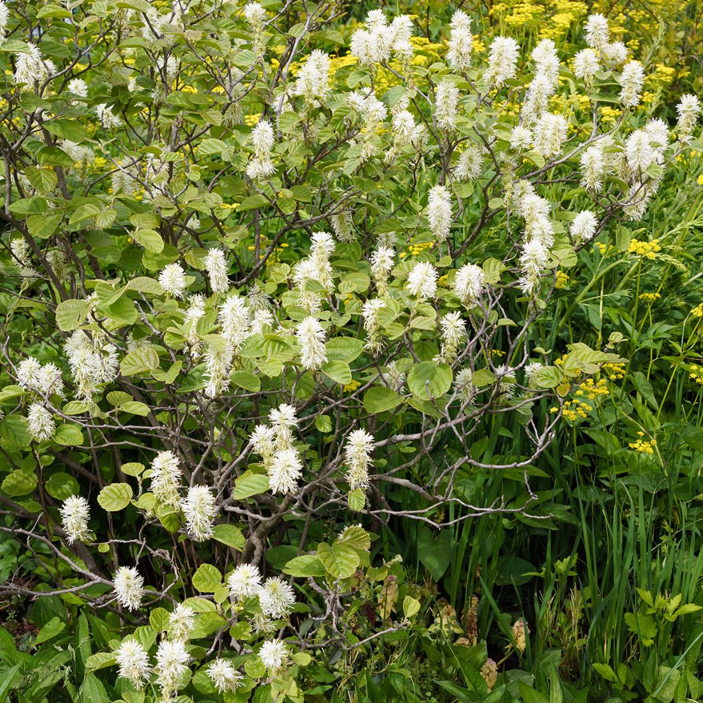 Federbuschstrauch - Fothergilla gardenii