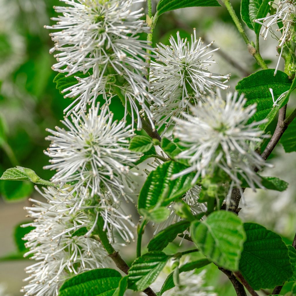 Federbuschstrauch - Fothergilla major