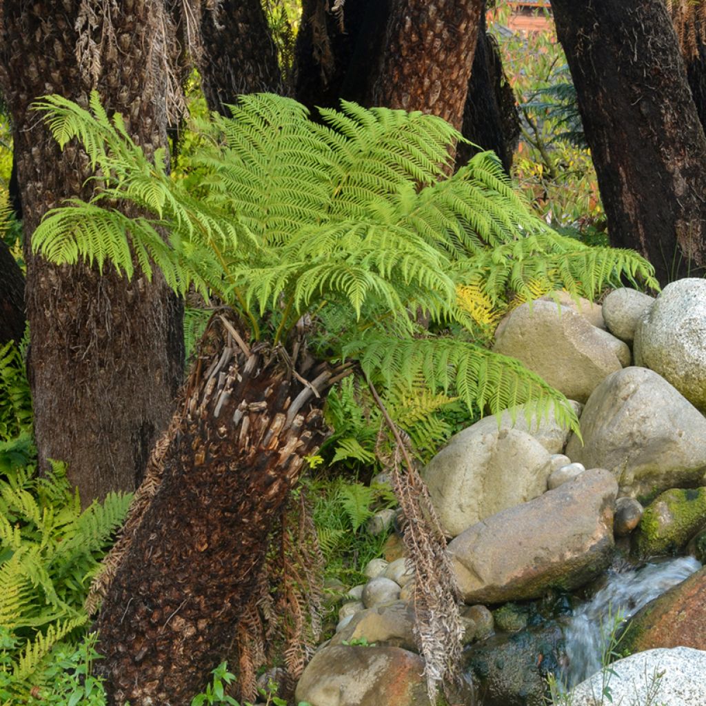 Dicksonia antarctica - Australischer Baumfarn