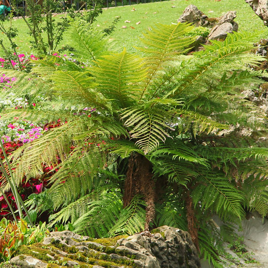 Dicksonia antarctica - Australischer Baumfarn