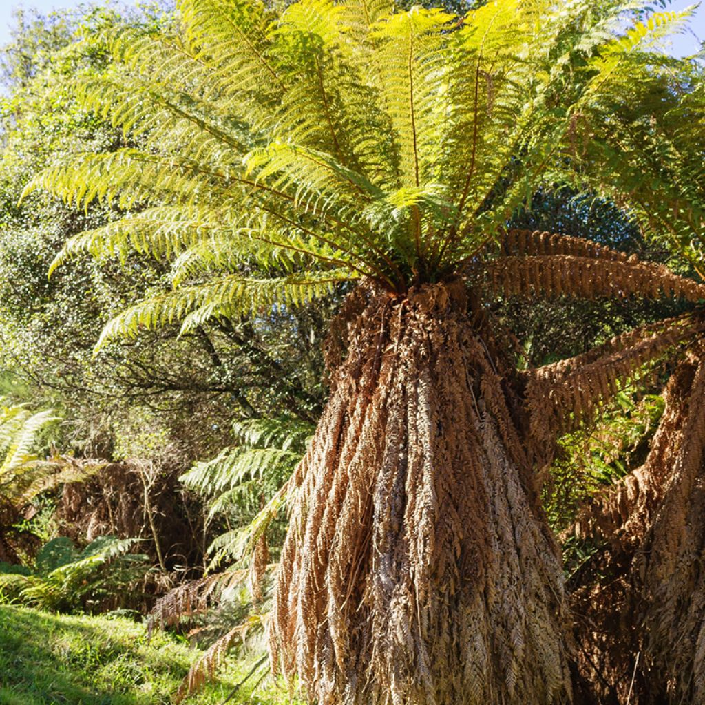 Dicksonia fibrosa - Goldener Baumfarn