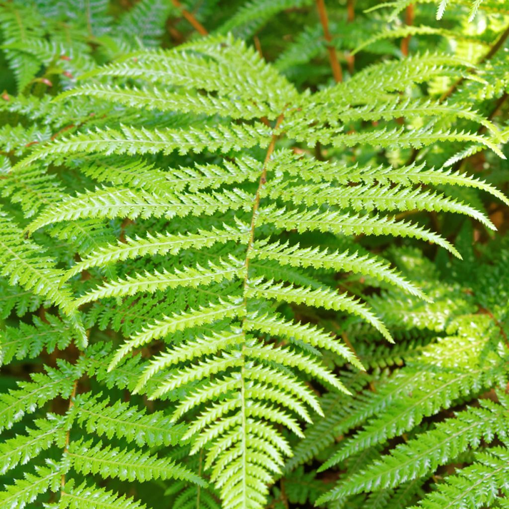 Dicksonia fibrosa - Goldener Baumfarn