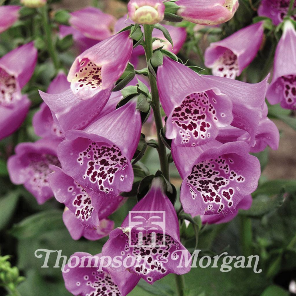 Fingerhut Camelot Lavender (Samen) - Digitalis purpurea