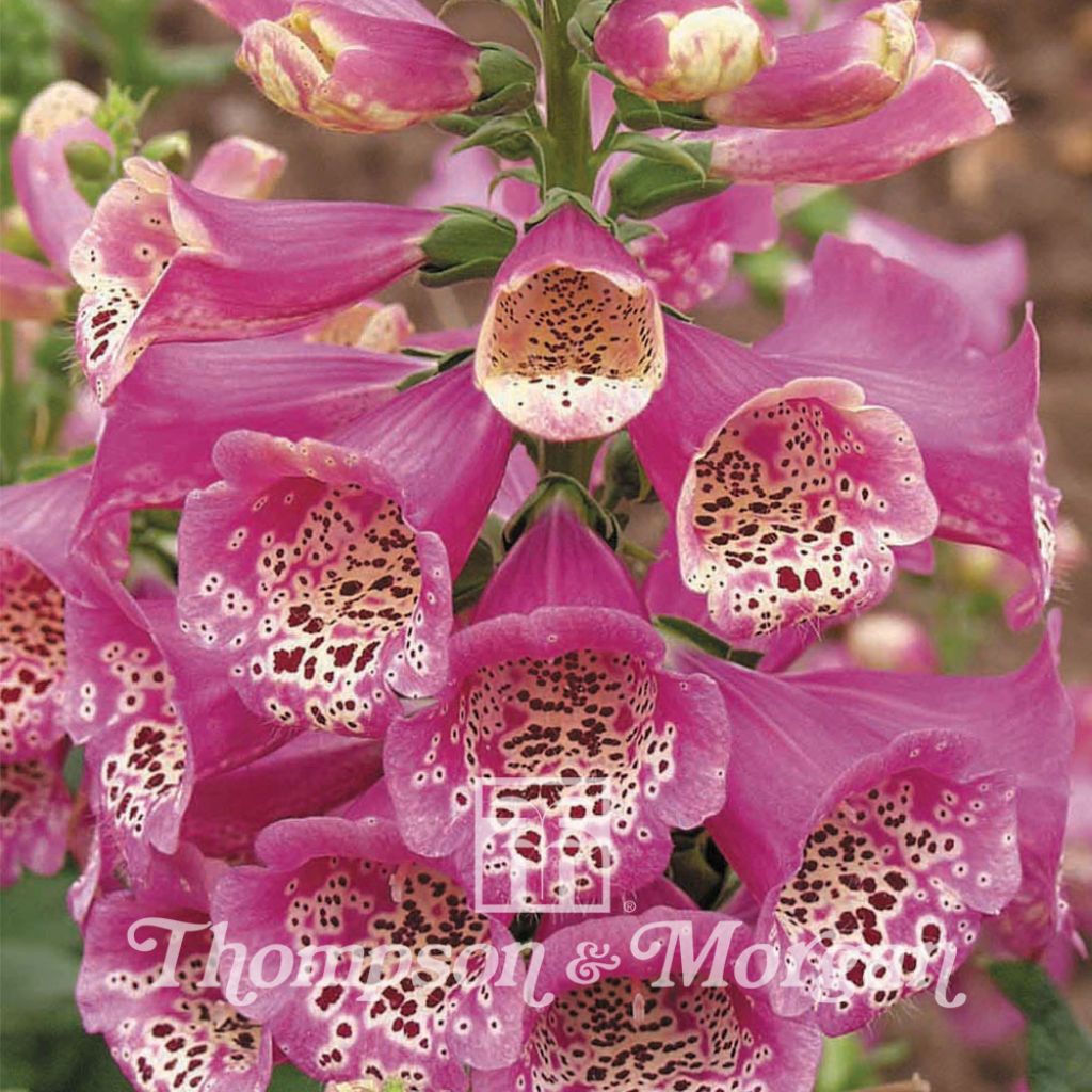 Fingerhut Camelot Rose (Samen) - Digitalis purpurea