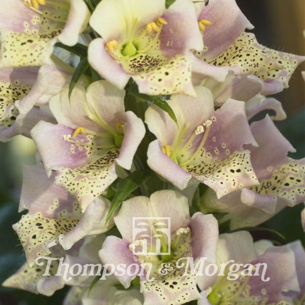 Fingerhut Candy Mountain Peach (Samen) - Digitalis purpurea
