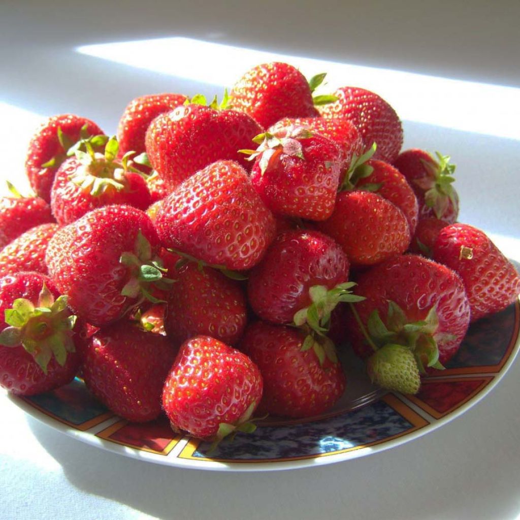 Erdbeere Gento