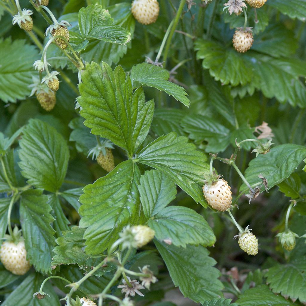 Erdbeer Yellow Wonder