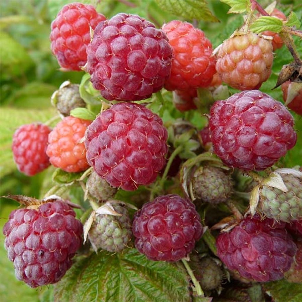 Himbeere Blissy Bio