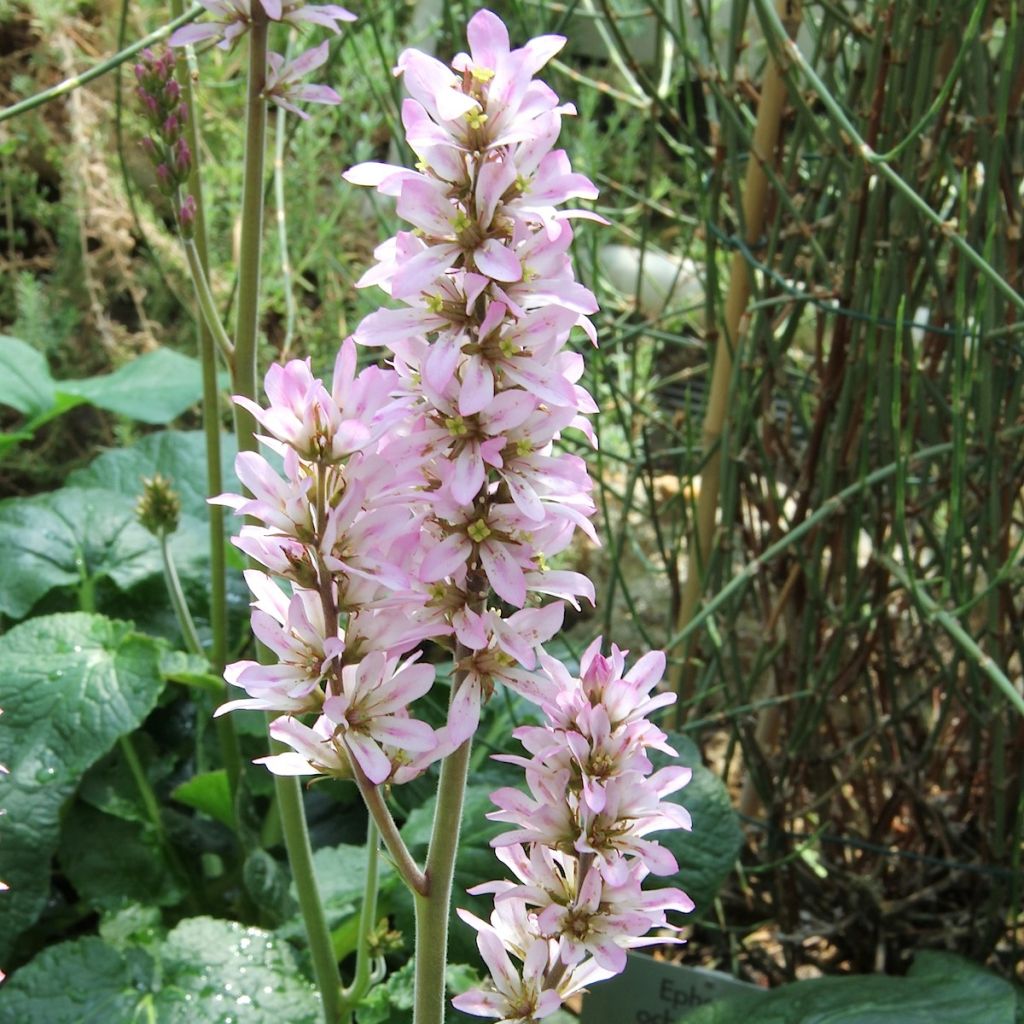 Francoa appendiculata - Brautkranz