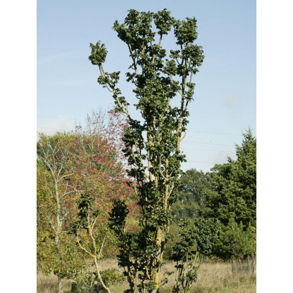 Fraxinus excelsior Crispa - Frêne à feuilles crispées