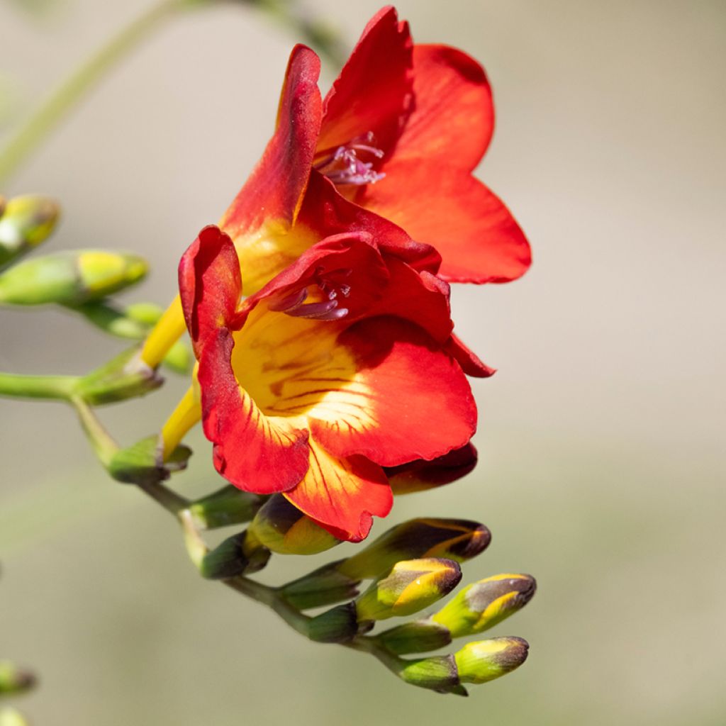 Freesia Simple Red
