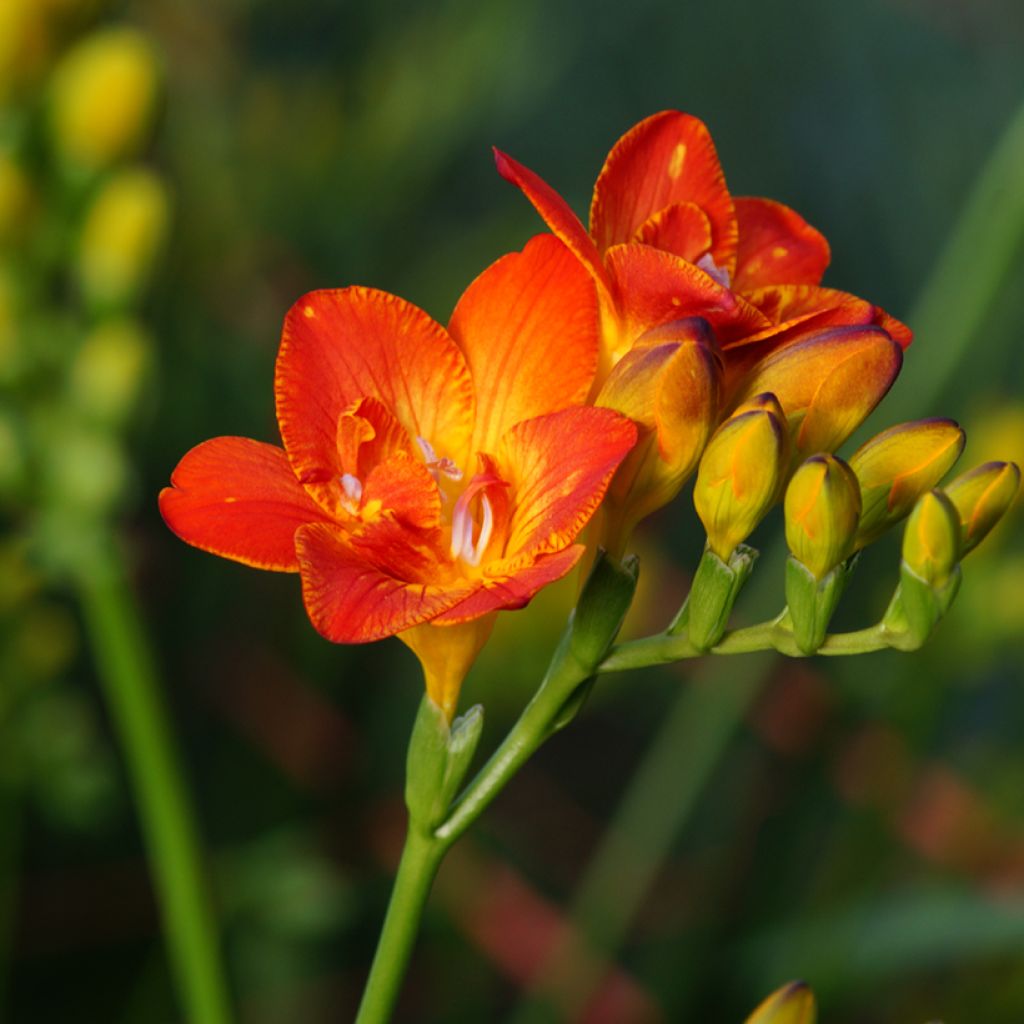 Freesia Simple Red