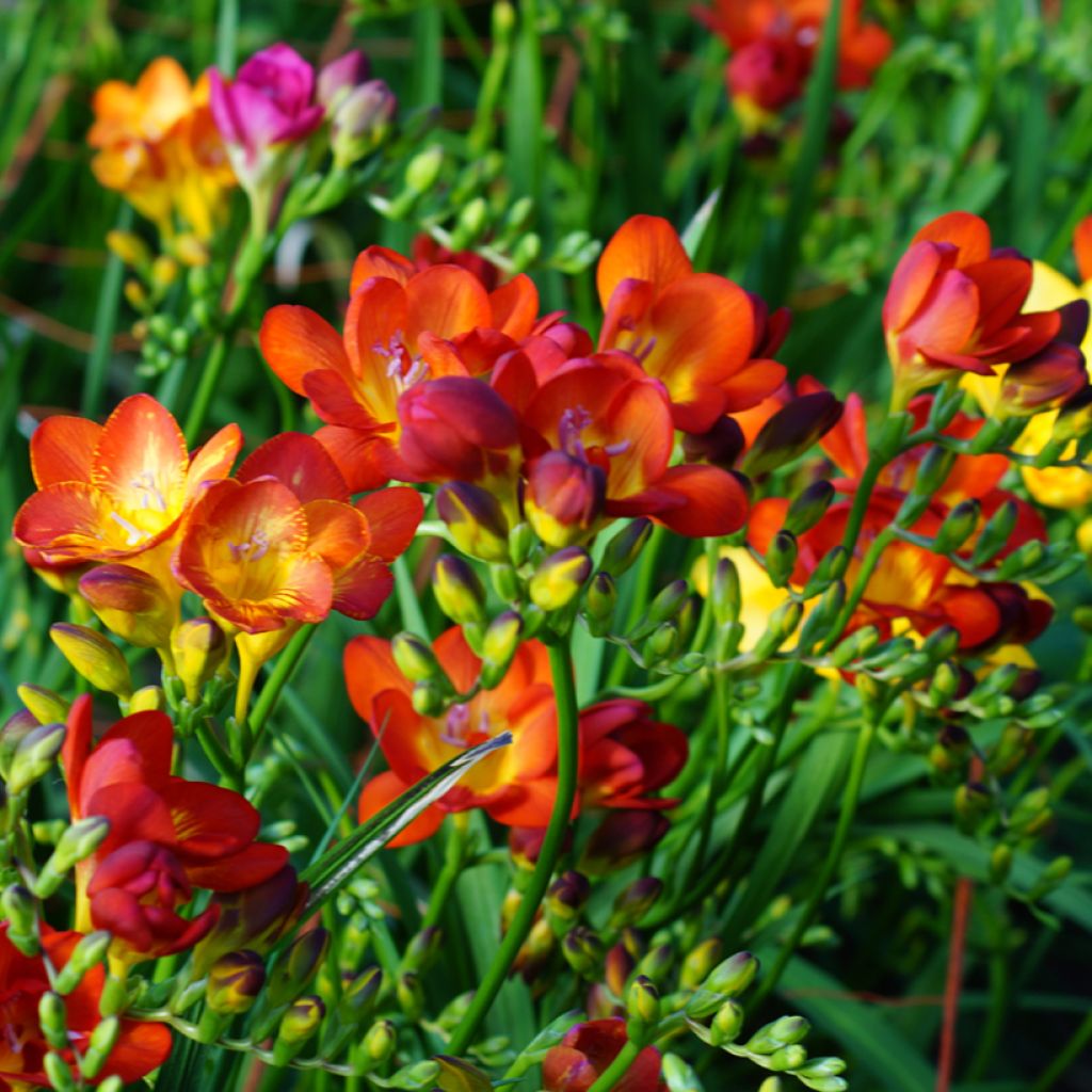 Freesia Simple Red