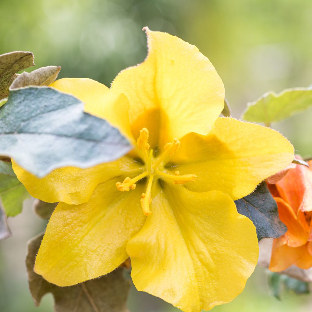 Fremontodendron californicum - Kalifornischer Flanellstrauch