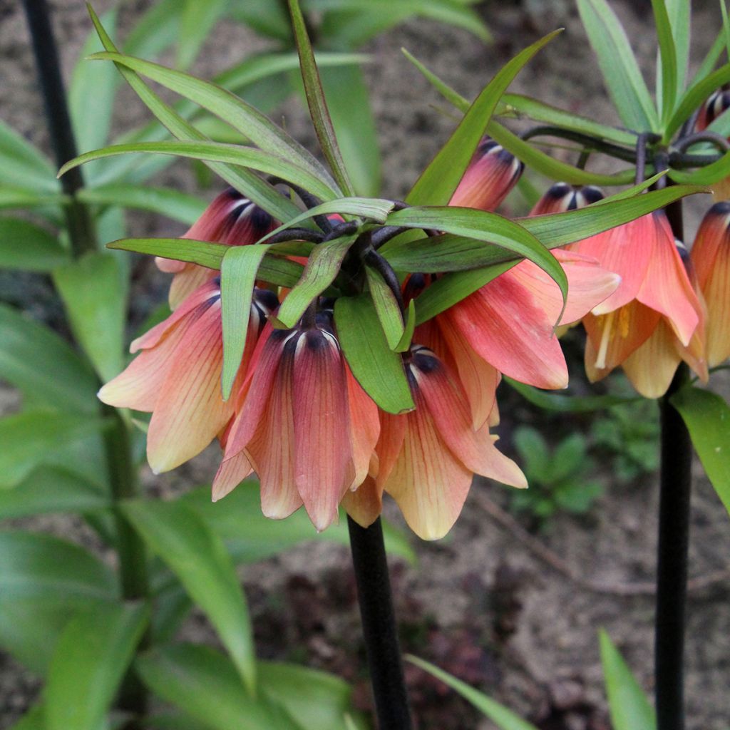 Kaiserkrone Orange Beauty - Fritillaria imperialis