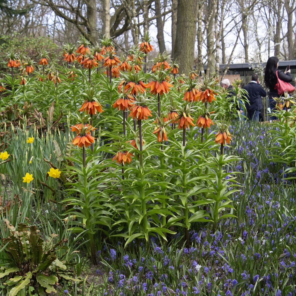 Kaiserkrone Orange Beauty - Fritillaria imperialis