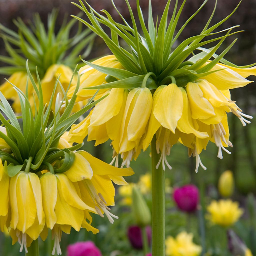 Kaiserkrone Lutea - Fritillaria imperialis