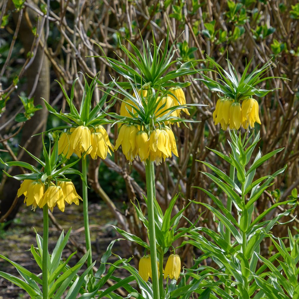 Kaiserkrone Lutea - Fritillaria imperialis