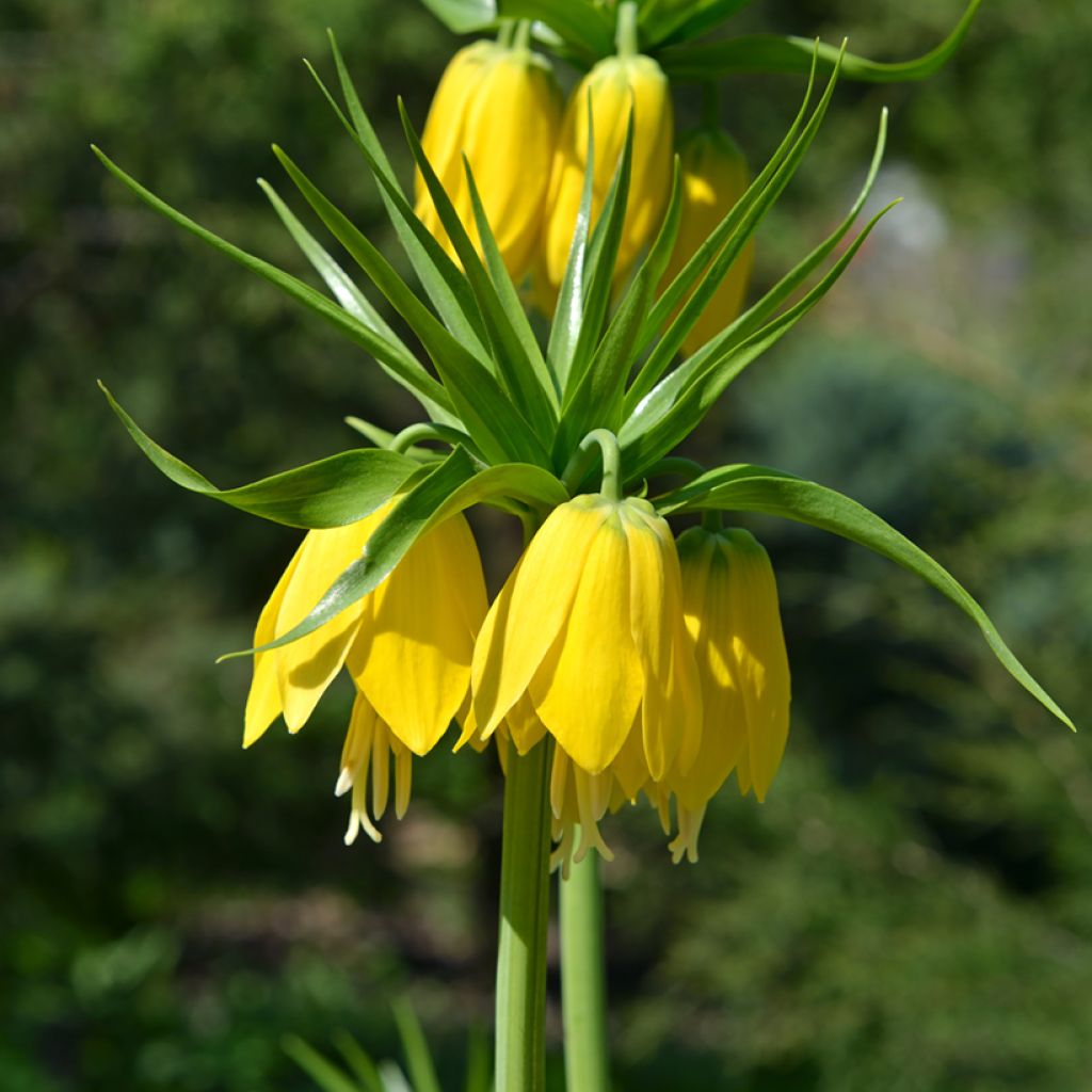 Kaiserkrone Lutea - Fritillaria imperialis