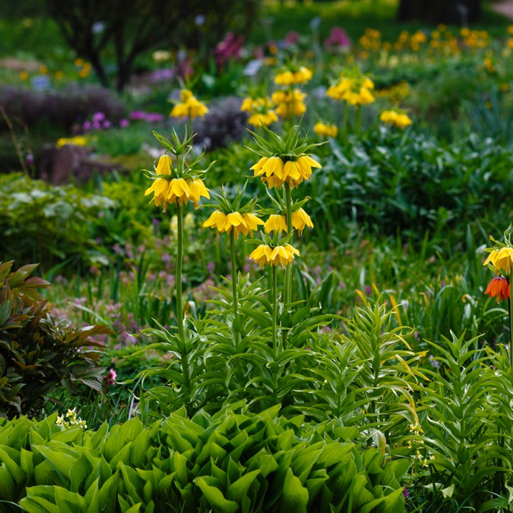 Kaiserkrone Lutea - Fritillaria imperialis