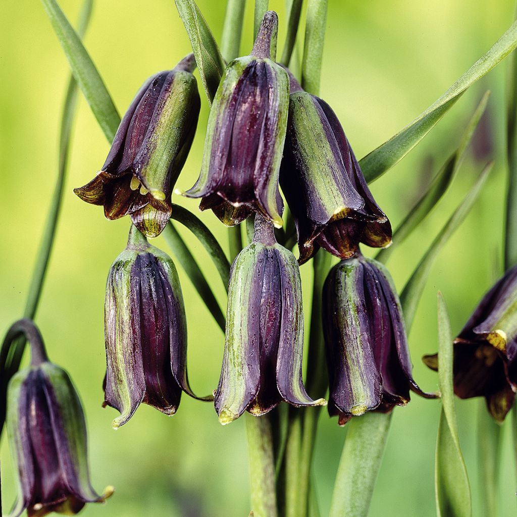 Fritillaria elwesii - Schachblume