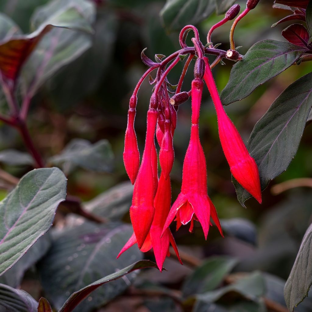 Fuchsia triphylla Bush Gartenmeister Bonstedt