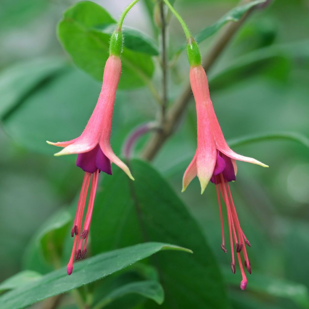 Fuchsia brevilobis