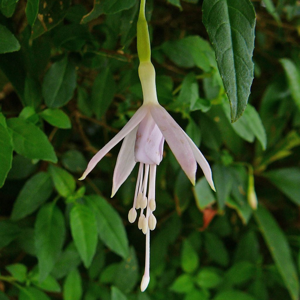 Fuchsia magellanica var. molinae - Scharlach-Fuchsie