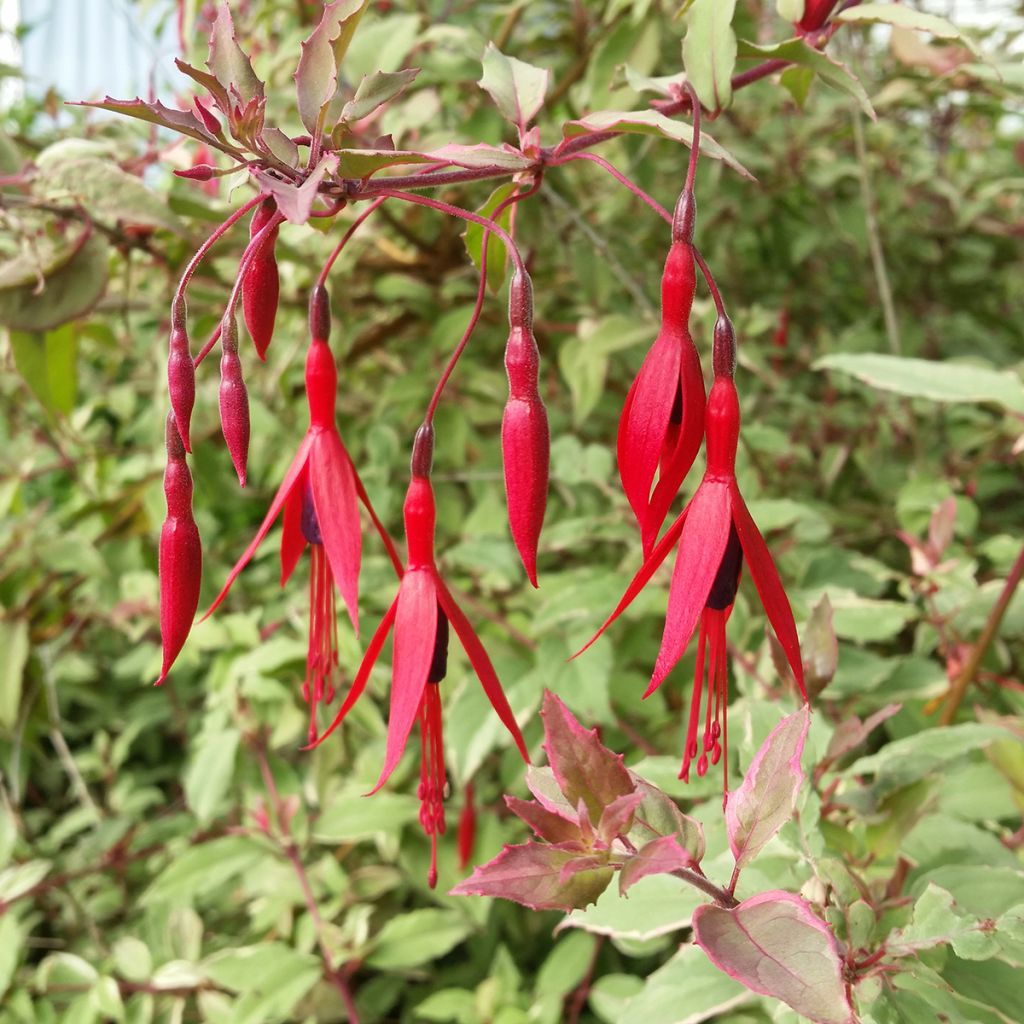 Fuchsia magellanica Versicolor - Scharlach-Fuchsie