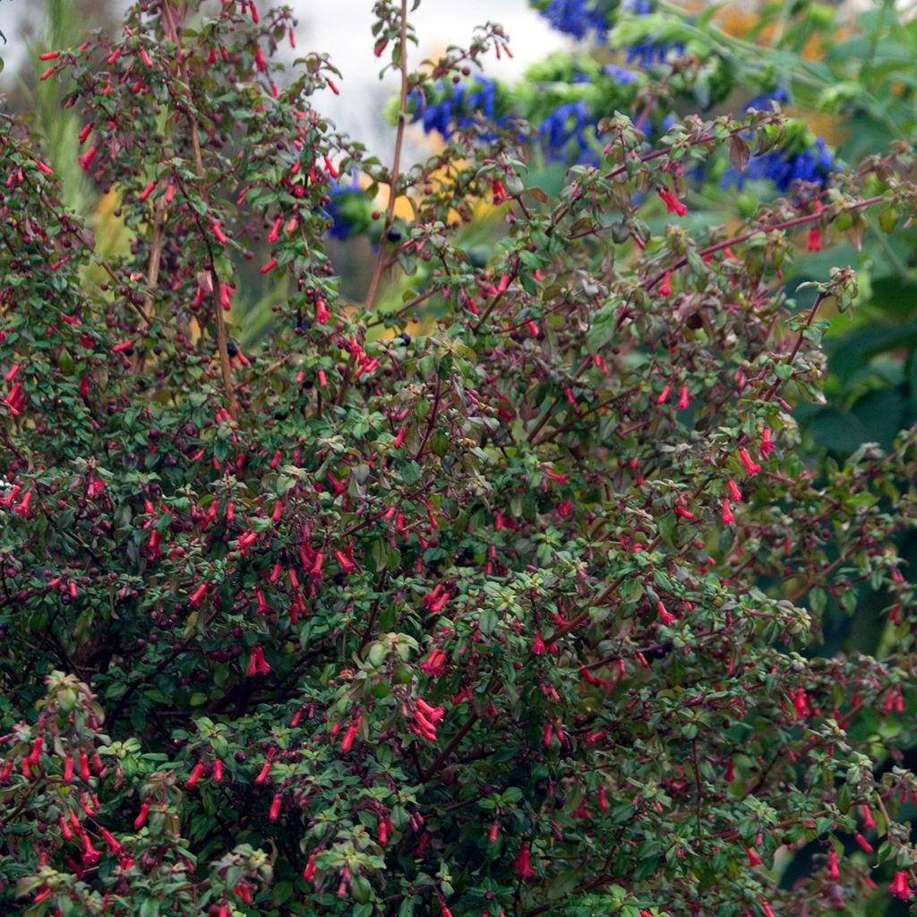 Fuchsia microphylla subsp. hemschleiana ssp. hemschleiana