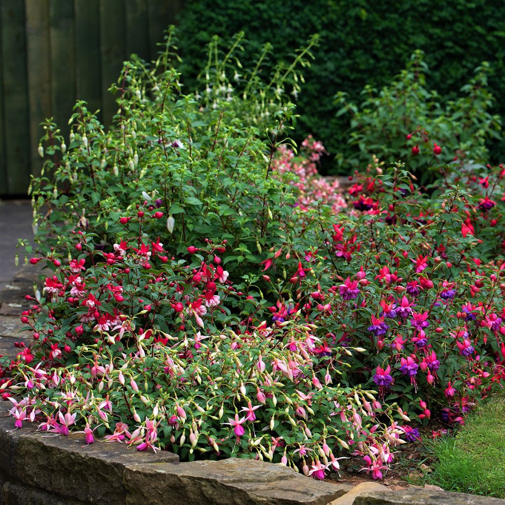 Fuchsia Alice Hoffman