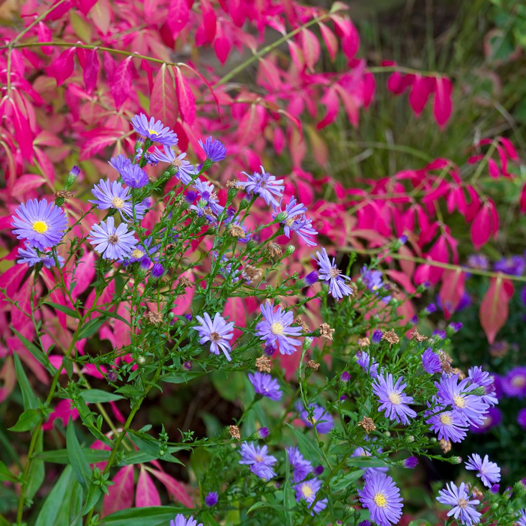 Euonymus alatus - Pfaffenhütchen