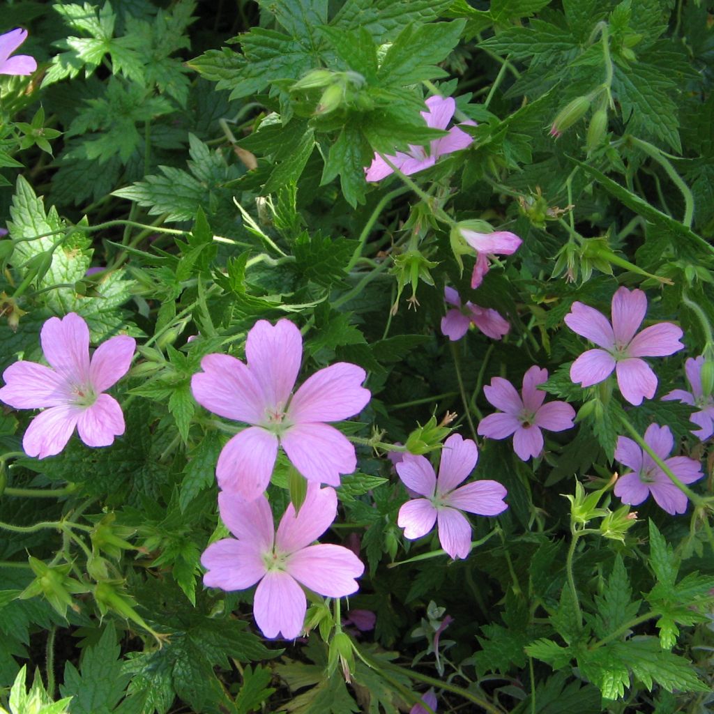 Geranium endressii - Pyrenäen-Storchschnabel