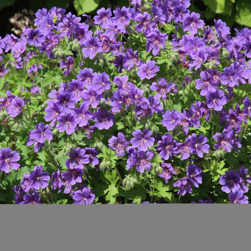 Geranium ibericum ssp jubatum Vital - Iberisches Storchschnabel