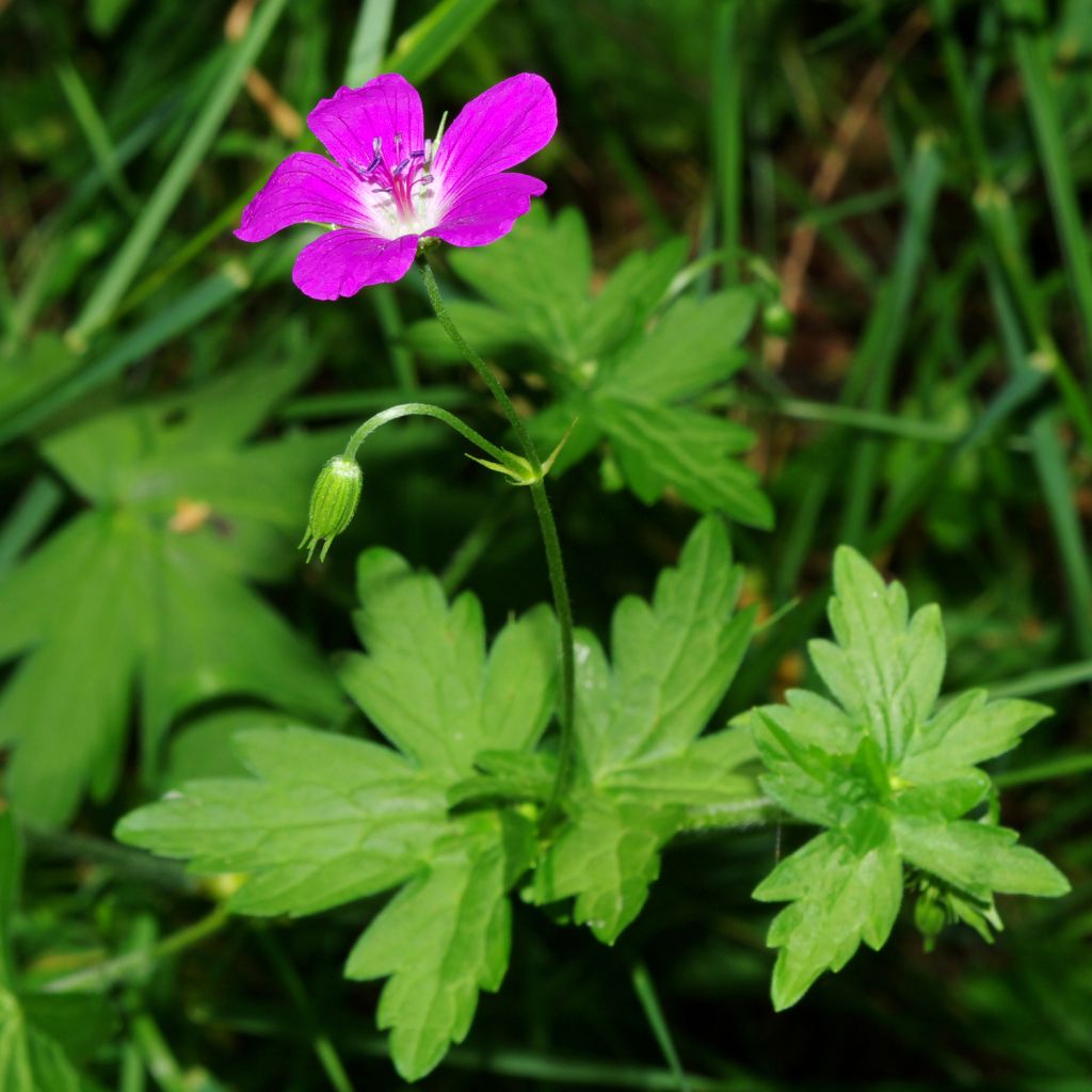 Geranium palustre - Storchschnabel