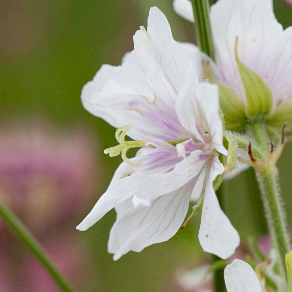 Geranium pratense Algera Double - Wiesen-Storchschnabel