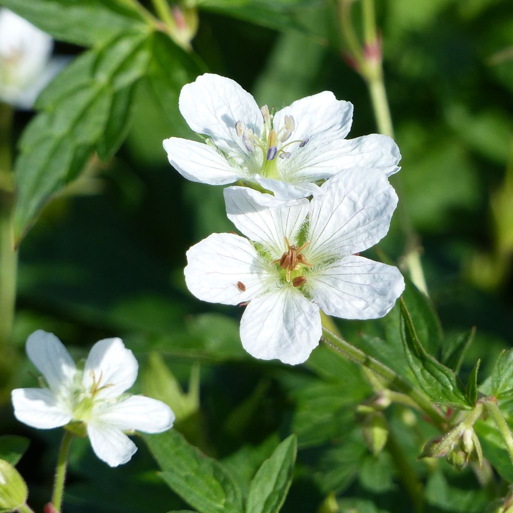 Geranium richardsonii - Storchschnabel