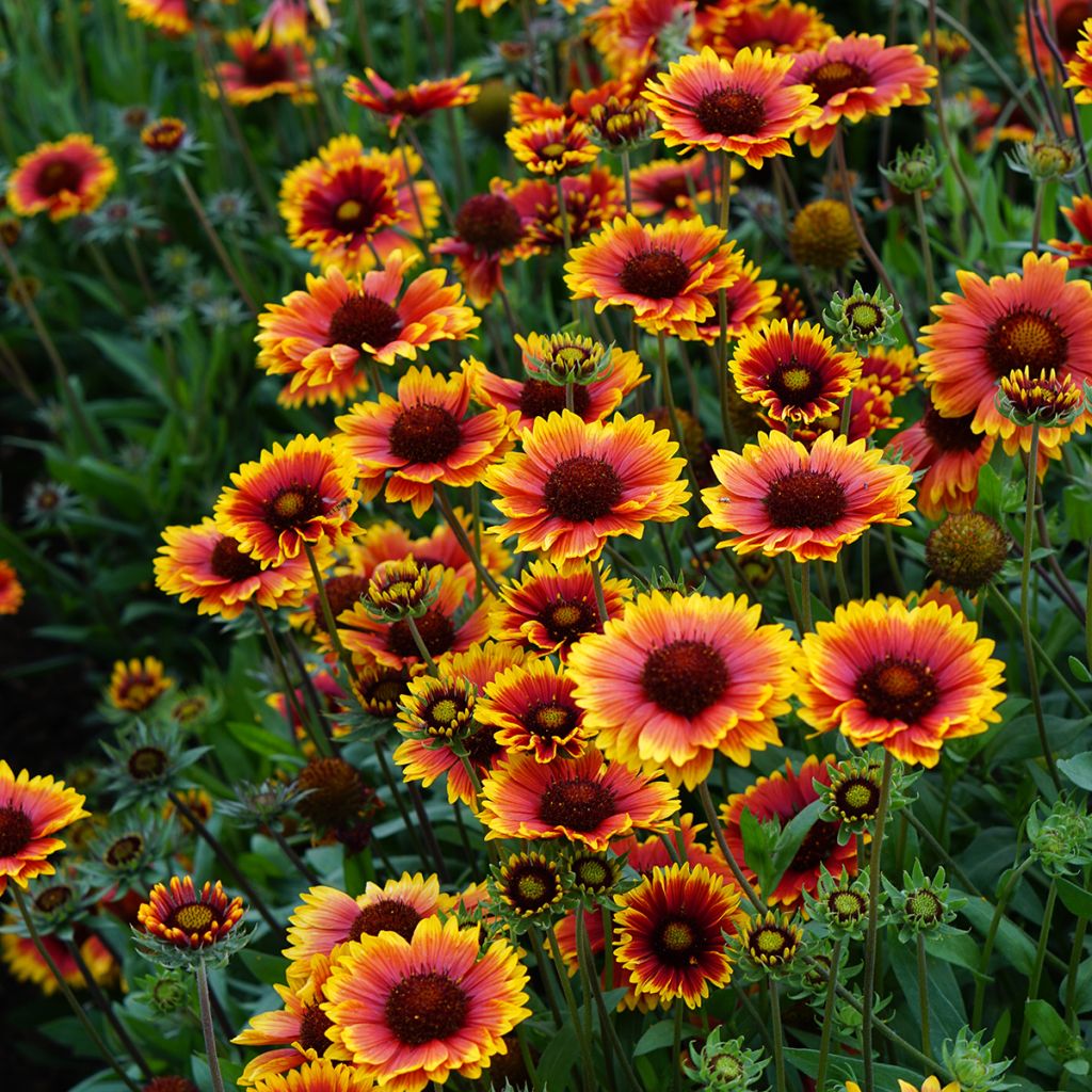 Kokardenblume Kobold - Gaillardia grandiflora