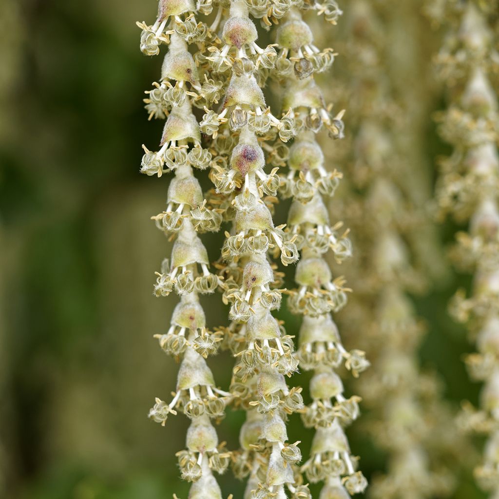 Garrya elliptica James Roof - Spalier-Becherkätzchen