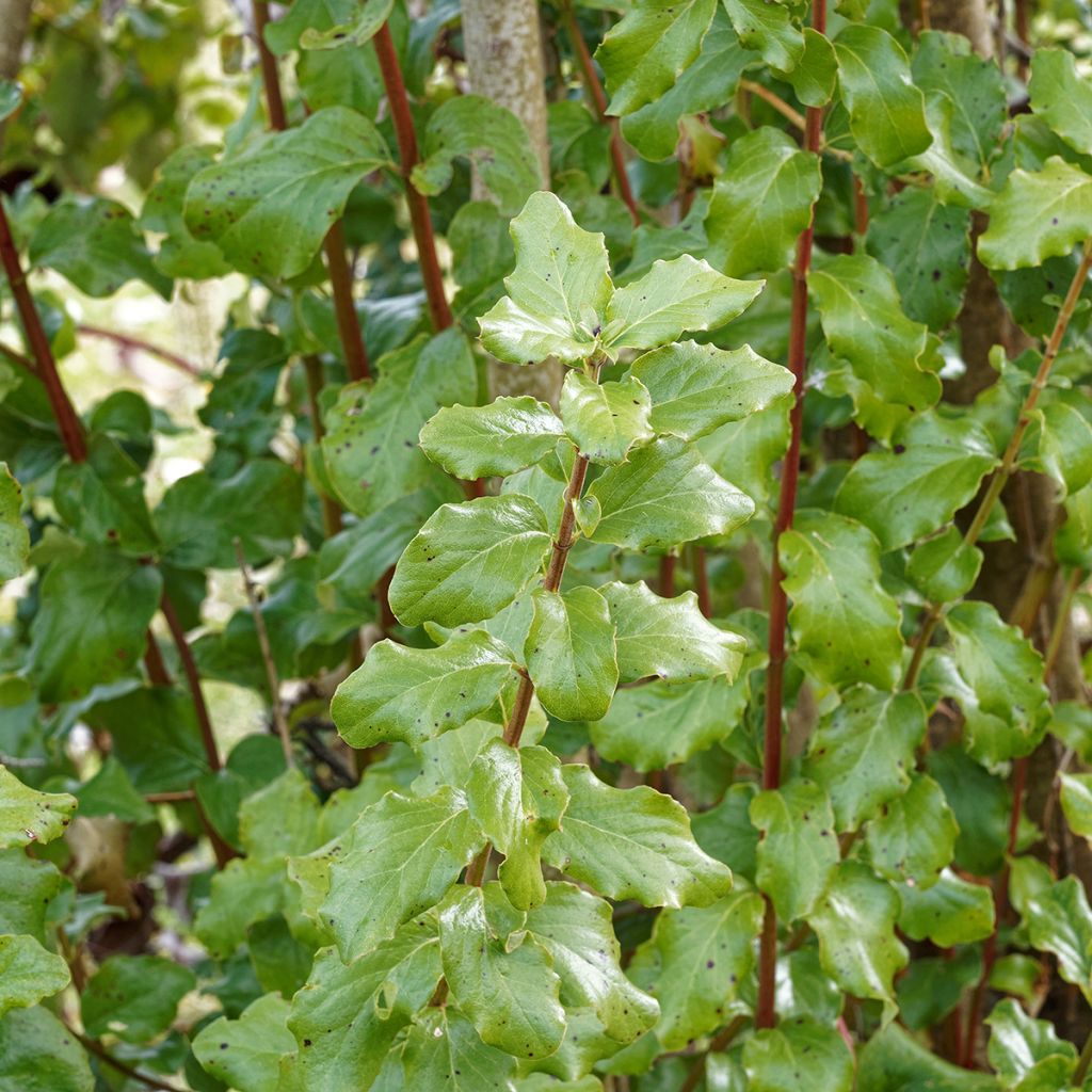 Garrya elliptica James Roof - Spalier-Becherkätzchen
