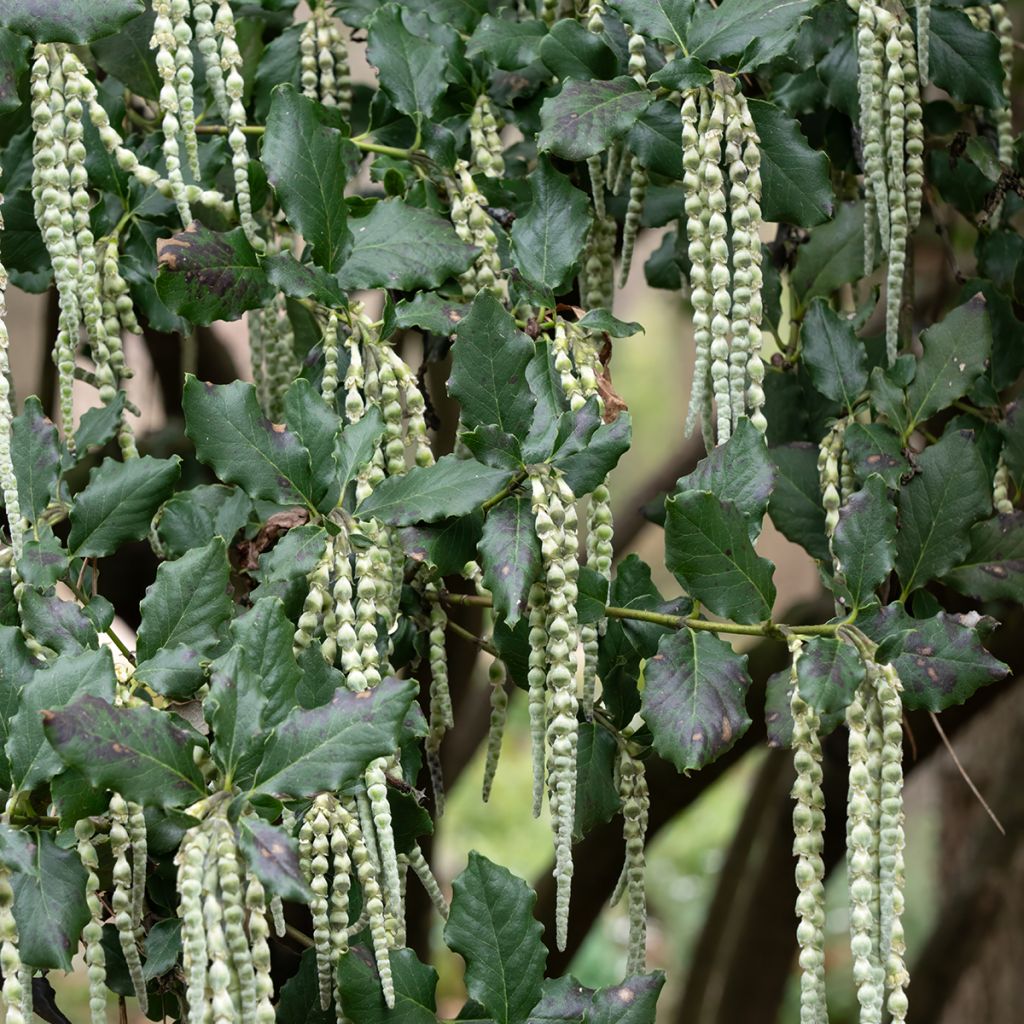 Garrya elliptica James Roof - Spalier-Becherkätzchen