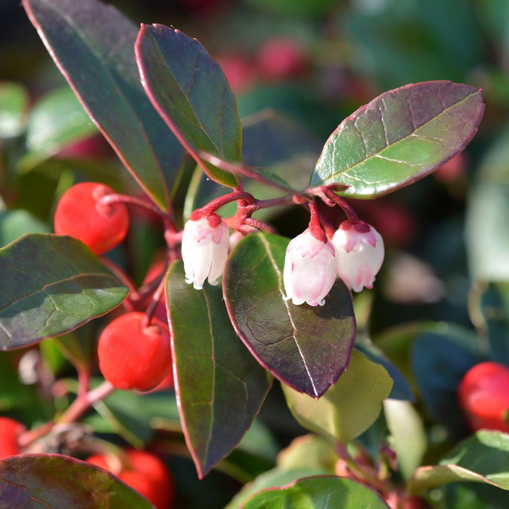 Gaultheria procumbens - Scheinbeere