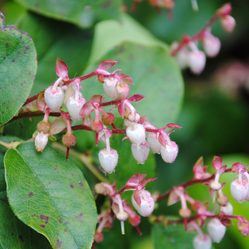 Gaultheria shallon - Shallon-Scheinbeere